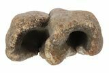 Fossil Woolly Rhino (Coelodonta) Tooth - Siberia #231028-2